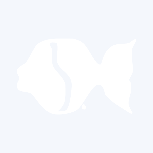 BLOUPFISH