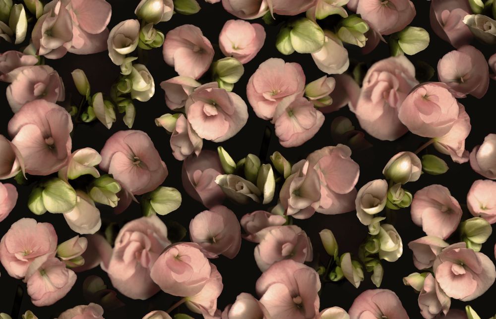 9501W_Begonia_PatternImage