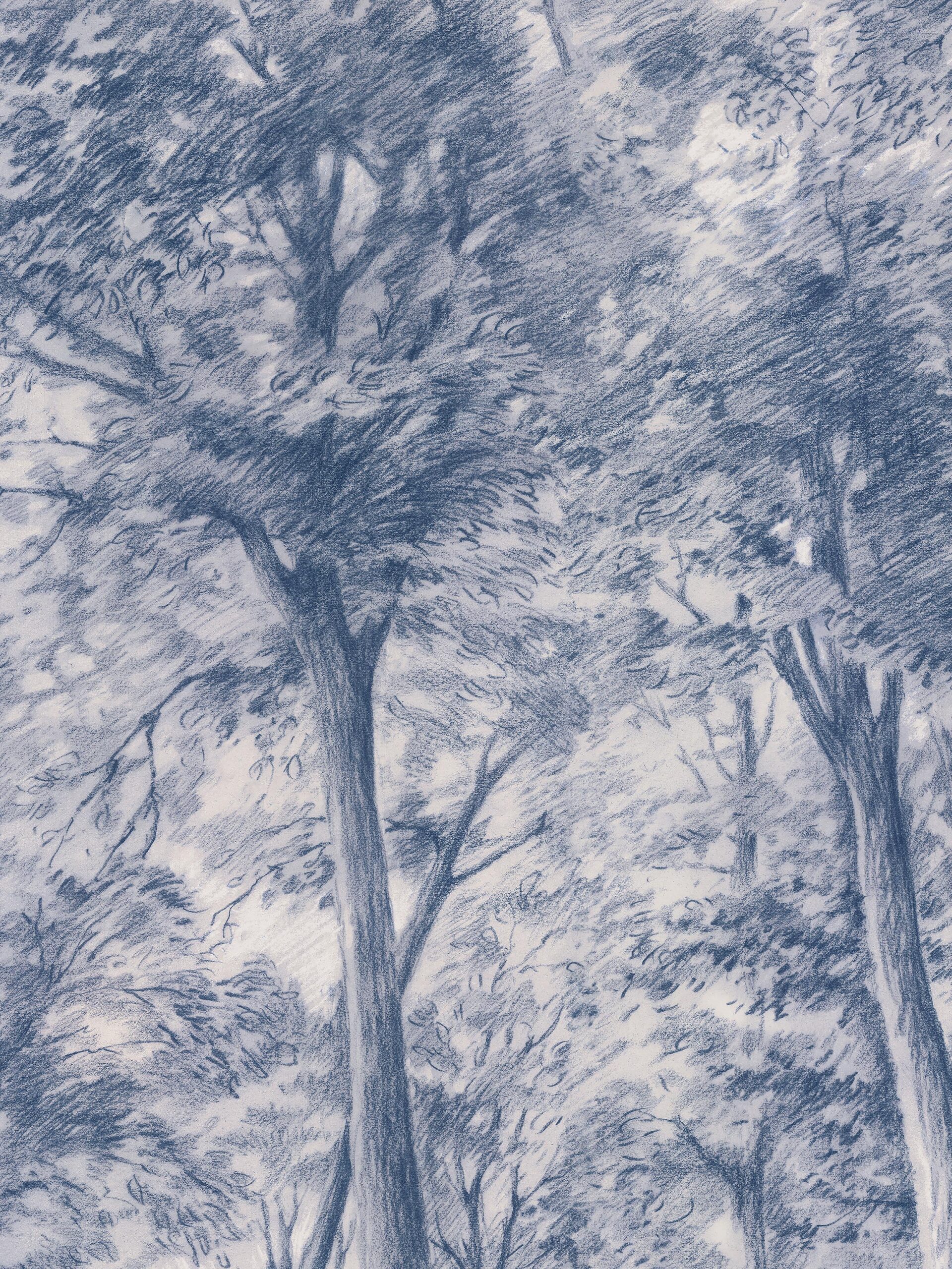 9633w_SketchofTrees_Closeup